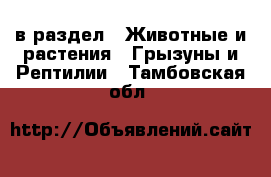  в раздел : Животные и растения » Грызуны и Рептилии . Тамбовская обл.